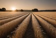 © Shobhit - A wheat field during golden hour, with the warm sunlight casting long shadows over the golden stalks, creating a peaceful rural scene.