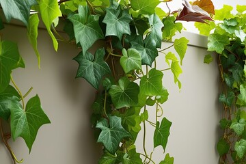 Wall Mural - Lush Vine Green Grape Ivy with Tropical Cascading Leaves for Decorative Borders