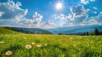 Sunny weather in a grassy mountain meadow