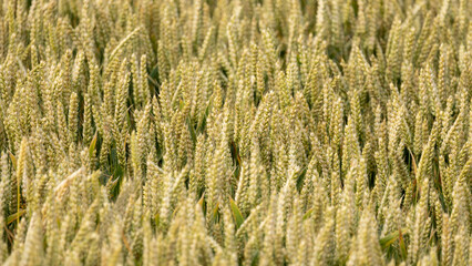 Close up of heads of barley growing and ripening in farm field in summer