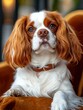 © Outkast - A Close-Up Portrait of a White and Brown Cavalier King Charles Spaniel