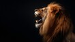 © Shyamal - Side Profile of Roaring Male Lion Displayed in Studio Setting