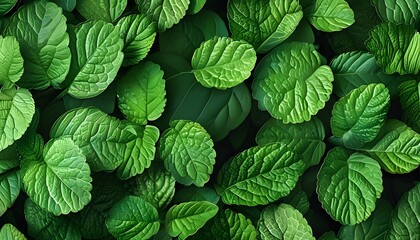 Intricate Textures of a Green Leaf Against a Soft Green Canvas