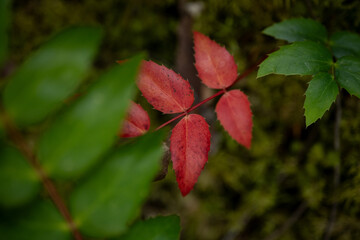 Wall Mural - Red Leaves Pop On The Forest Floor In North Cascades