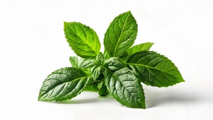 Sticker -  Fresh mint leaves perfect for a mojito