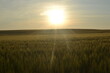 © Gildo - Sunset in a wheat field.