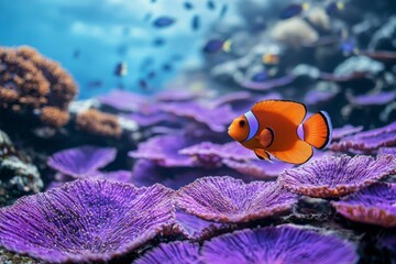 Wall Mural - An Orange Clownfish Swimming Among Purple Coral