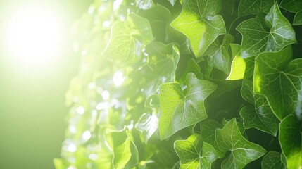 Sticker - Lush Green Ivy Leaves Closeup with Sunbeams Background