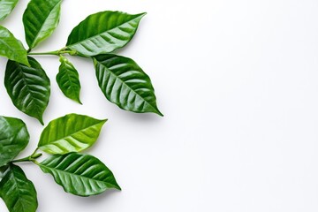 Wall Mural - Green coffee leaves isolated on a white background, ai