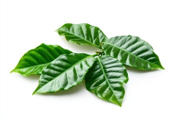 Wall Mural - Green coffee leaves isolated on a white background, ai