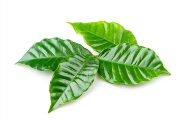 Wall Mural - Green coffee leaves isolated on a white background, ai