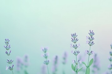 lavender flowers blooming in a field with shallow depth of field