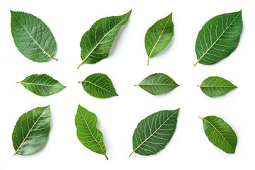 Wall Mural - Walnut leaves collection. Leaves top view isolated. Green walnut leaf on white background. Flat lay leaf with clipping path. Full depth of field. Perfect not AI walnut leaf, true photo, ai