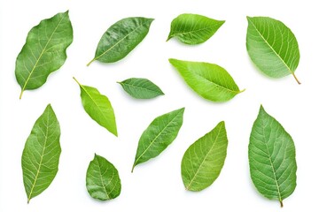 Wall Mural - Walnut leaves collection. Leaves top view isolated. Green walnut leaf on white background. Flat lay leaf with clipping path. Full depth of field. Perfect not AI walnut leaf, true photo, ai