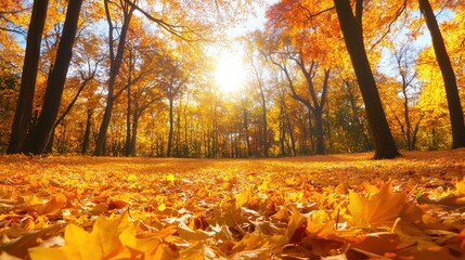 Wall Mural - Golden Autumn Forest with Sunlight Through Trees