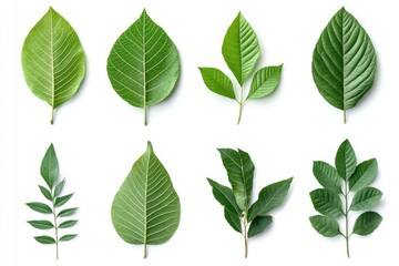 Wall Mural - Walnut leaves collection. Leaves top view isolated. Green walnut leaf on white background. Flat lay leaf with clipping path. Full depth of field. Perfect not AI walnut leaf, true photo, ai