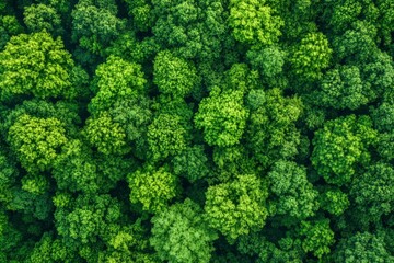 Wall Mural - Verdant Canopy Aerial View of Dense Green Forest Symbolizing Ecological Health, ai