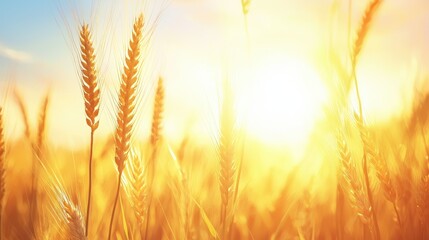 Canvas Print - Golden Wheat Field at Sunset   Beautiful Nature Background