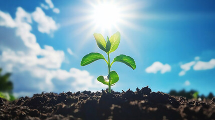 Wall Mural - Young plant growing under bright sunlight and blue sky. Concept of growth and new beginnings