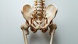 © Kitta - Detailed view of a human pelvis, showcasing its structure and anatomy for educational and medical purposes.