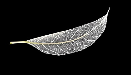 Wall Mural - Ethereal white leaf showcasing intricate veins against a striking black backdrop