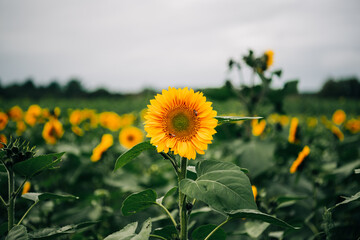 Close-up of a sunflower with a green field background