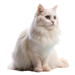 White fluffy cat side view isolated on transparent background