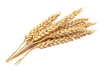 golden wheat stalks isolated on transparent background. perfect for agricultural and nature themes i