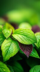 Canvas Print -  A tight shot of a verdant leaf, adorned with droplets on its surface, against a softly blurred backdrop