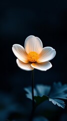 Wall Mural -  A white bloom with a yellow core atop a verdant foliage plant against a dark backdrop