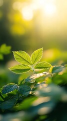 Canvas Print -  A clear shot of a green leaf, sunlight filtering through from the opposite side