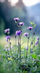 Wall Mural -  A field of lush green grass dotted with a grouping of purple flowers; a forest backdrop lies beyond