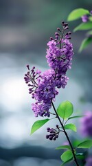 Canvas Print -  A tight shot of a purple blossom on a leafy branch against a hazy, green-tinged backdrop, with a smear of indistinct blue indicating a blurred