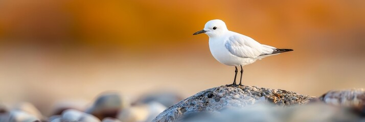 Canvas Print -  A white bird perches atop a rock, overlooking a body of water against a backdrop of brown and orange hues