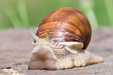 Helix pomatia aka Roman snail is crawling on the stone.