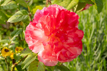 Blühende Rose im Garten