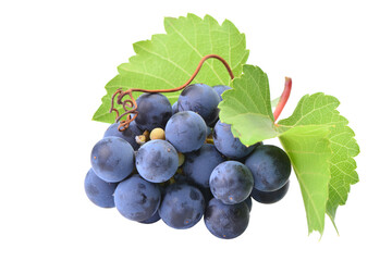 grapes isolated on white