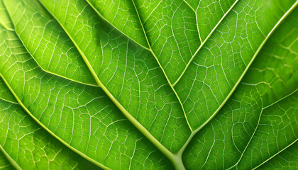 Leaf pattern for the background of the spring, the surface of the green leaf.