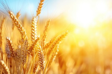 Wall Mural - Wheat in Field Close Up