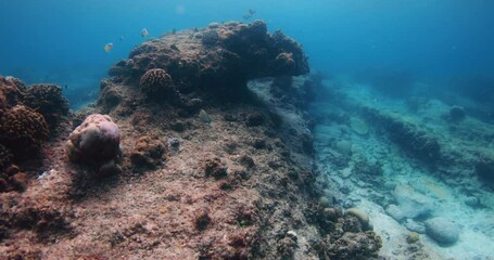 Wall Mural - Ocean scenery with striped fish and coral reef in tropical blue sea. Vertical footage