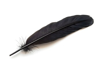 feather of a bird on a white background close-up macro