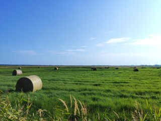 hay bales in the field