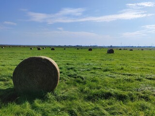 hay bales in the field