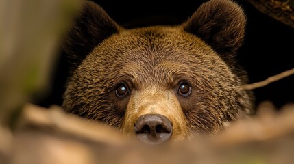 a brown bear's face, nose and eyes peer closely from a tree hole's opening in the bark