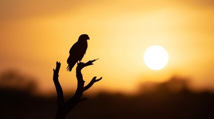 a bird perched on a tree branch during sunset