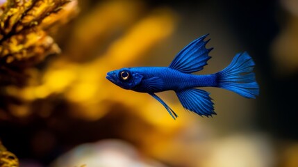  A blue fish swims amidst yellow corals in the aquarium's background; a plant lies prominently in the foreground