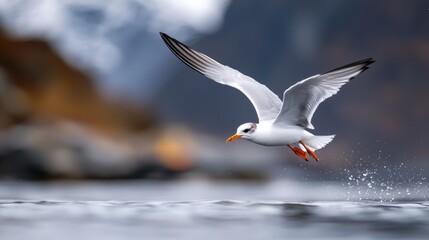 Wall Mural -  A seagull flies over water, wings spread wide, beak pointed upward