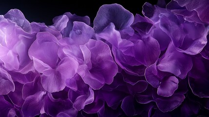  A tight shot of a solitary purple flower against a black backdrop