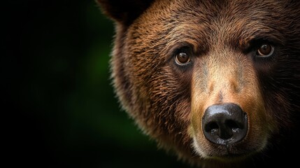 Wall Mural -  A tight shot of a brown bear's face against a dark backdrop, the surroundings subtly blurred