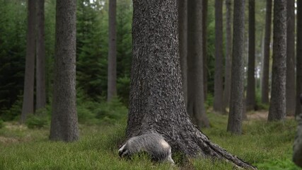 Wall Mural - Forest badger. Badger, Meles meles, in the wild nature. Hidden in bushes of cranberries. Nice wood in the background, Germany, Europe. Wildlife. grey black fur coat animal betweet the forest trees.